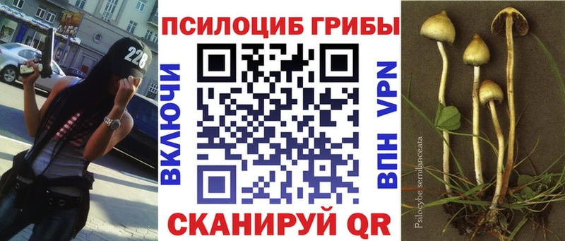 Псилоцибиновые грибы Psilocybine cubensis  Якутск 